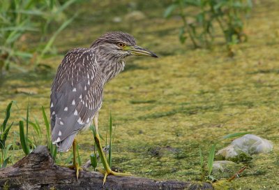 Bihoreau gris (Nycticorax nycticorax)