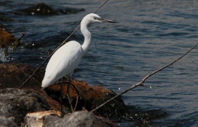 Aigrette Garzette-Egretta Garzetta-Little Egret