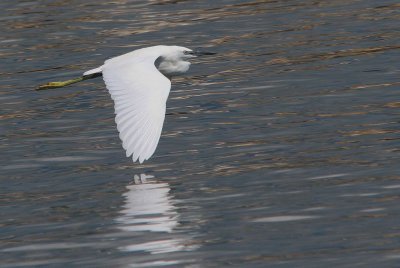 Aigrette Garzette-Egretta Garzetta-Little Egret