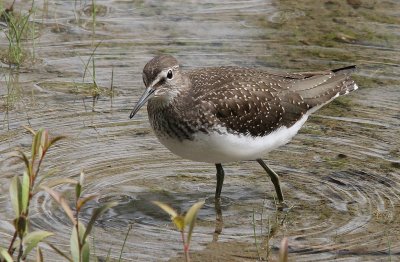 Chevalier culblanc (Tringa ochropus)