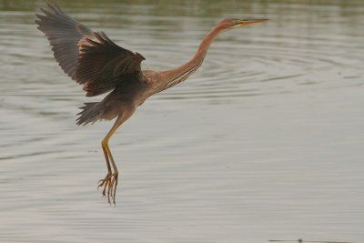 Héron pourpré (Ardea purpurea)