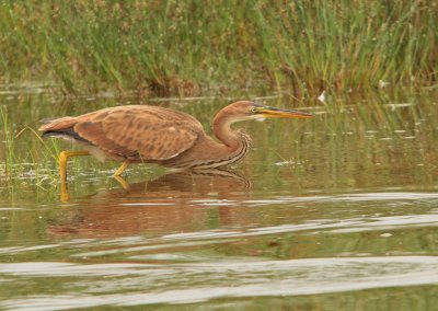 Héron pourpré (Ardea purpurea)