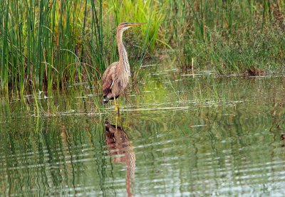 Héron pourpré (Ardea purpurea)