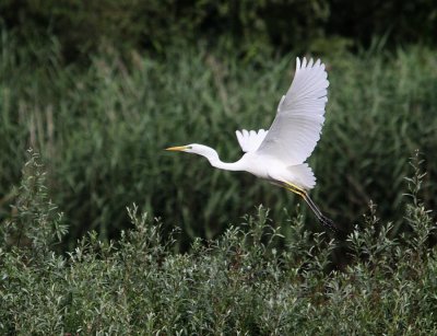 Grande Aigrette Ardea alba - Western Great Egret