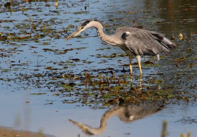 Héron cendré (Ardea Cinerea)