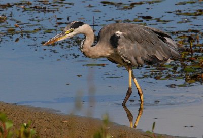 Héron cendré (Ardea Cinerea)