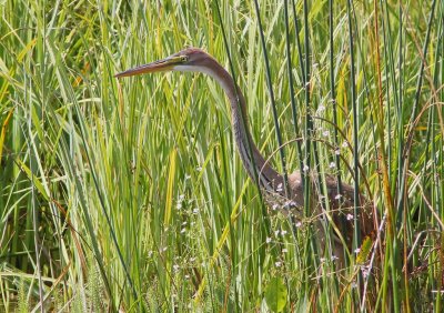 Héron pourpré (Ardea purpurea)
