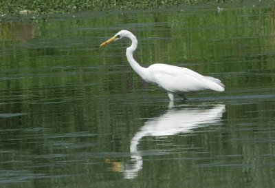Grande Aigrette Ardea alba - Western Great Egret