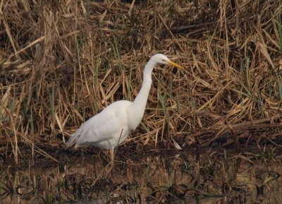 Grande Aigrette Ardea alba - Western Great Egret