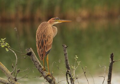 Héron pourpré (Ardea purpurea)