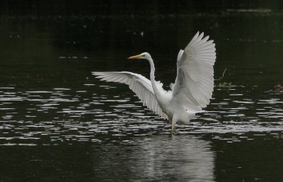 Grande Aigrette Ardea alba - Western Great Egret