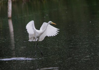 Grande Aigrette Ardea alba - Western Great Egret