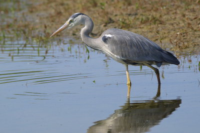 Héron cendré (Ardea Cinerea)