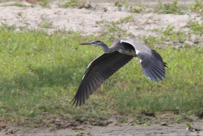 Héron cendré (Ardea Cinerea)