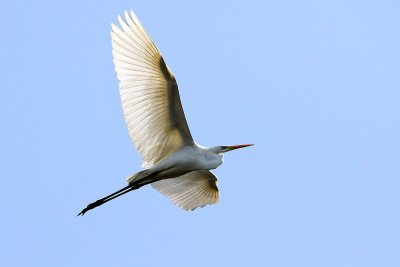 Grande Aigrette Ardea alba - Western Great Egret