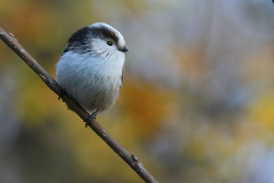 Msange  longue queue Aegithalos caudatus - Long-tailed Tit