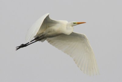 Grande Aigrette Ardea alba - Western Great Egret
