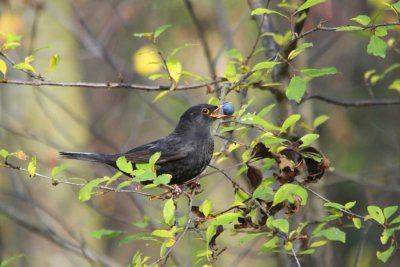 Merle noir Turdus merula - Common Blackbird