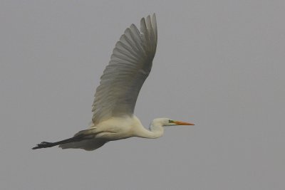 Grande Aigrette Ardea alba - Western Great Egret