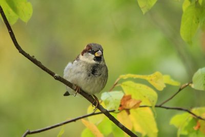 Moineau domestique Passer domesticus - House Sparrow