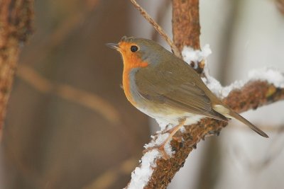 Rougegorge familier Erithacus rubecula - European Robin