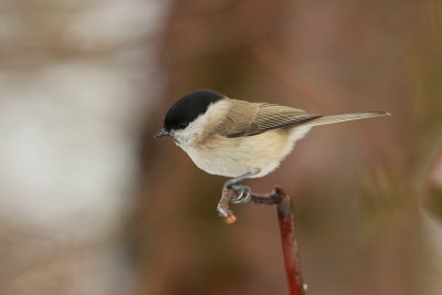 Msange nonnette Poecile palustris - Marsh Tit