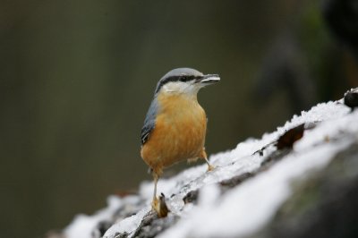 Sittelle torchepot Sitta europaea - Eurasian Nuthatch