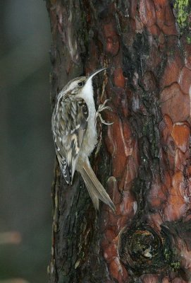 Grimpereau des jardins Certhia brachydactyla - Short-toed Treecreeper