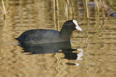 Foulque macroule (Fulica atra) Coot