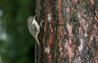 Grimpereau des jardins Certhia brachydactyla - Short-toed Treecreeper