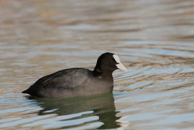 Foulque macroule (Fulica atra) Coot