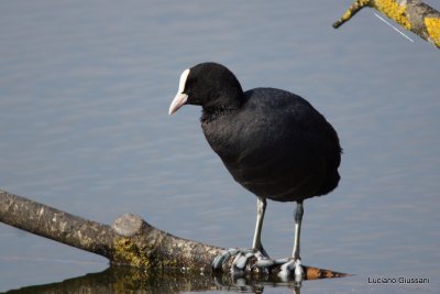 Foulque macroule (Fulica atra) Coot