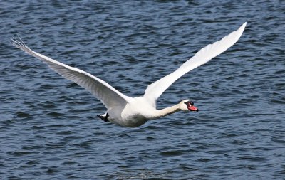 Cygne