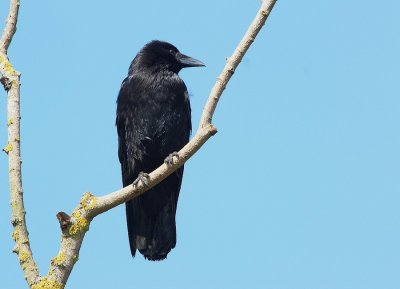  Corneille Noir (Corvus Corone corone) Carrion Crow