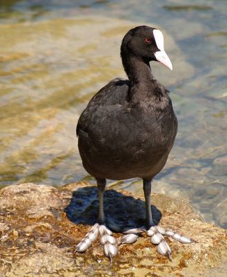 Foulque macroule (Fulica atra) Coot