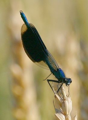 IMG_2418.JPG