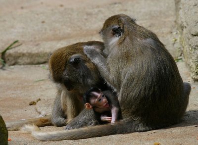 Macaca fascicularis