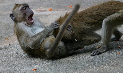 Macaca fascicularis