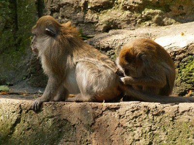 Macaca fascicularis