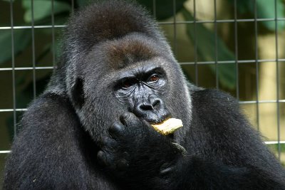 Gorilla gorilla gorilla