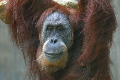 Pongo pygmaeus abelii