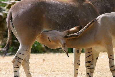 Equus africanus somalicus