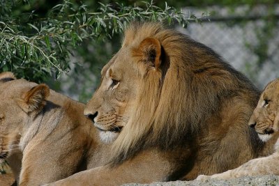Panthera leo