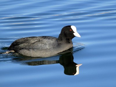 Foulque