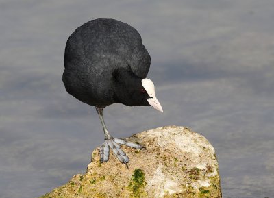 Foulque macroule (Fulica atra) Coot