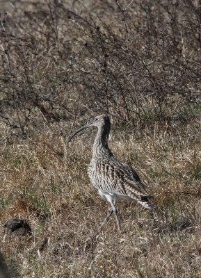 Courlis cendr Numenius arquata - Eurasian Curlew