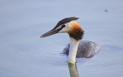 Grèbe huppé - Podiceps cristatus