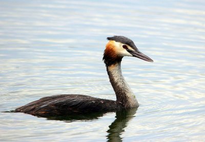 Grèbe huppé - Podiceps cristatus