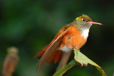 Hummingbird/ Colibri (Amazila amazilia)