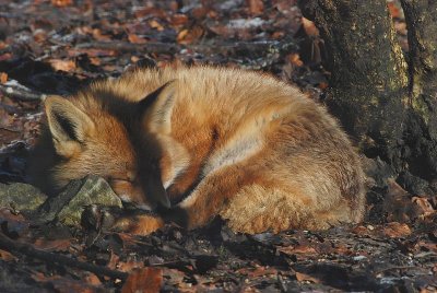 Un renard dans son sommeil